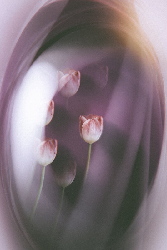 Тюльпан в обработке - Илья Шенгелия