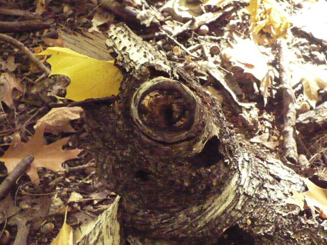 "Берёзовый Листоед " - Валерий Кокорев