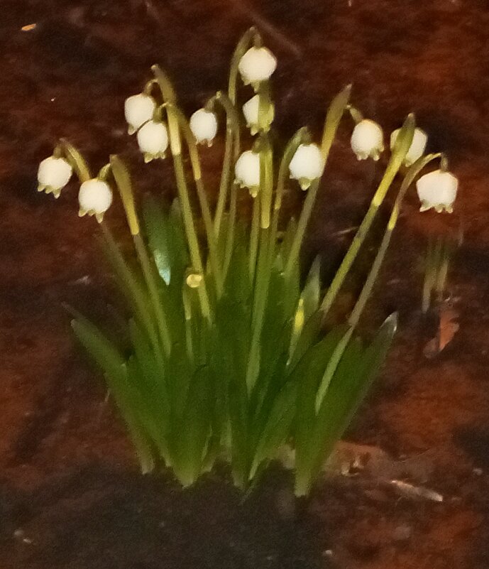 Белоцветник - Сапсан 