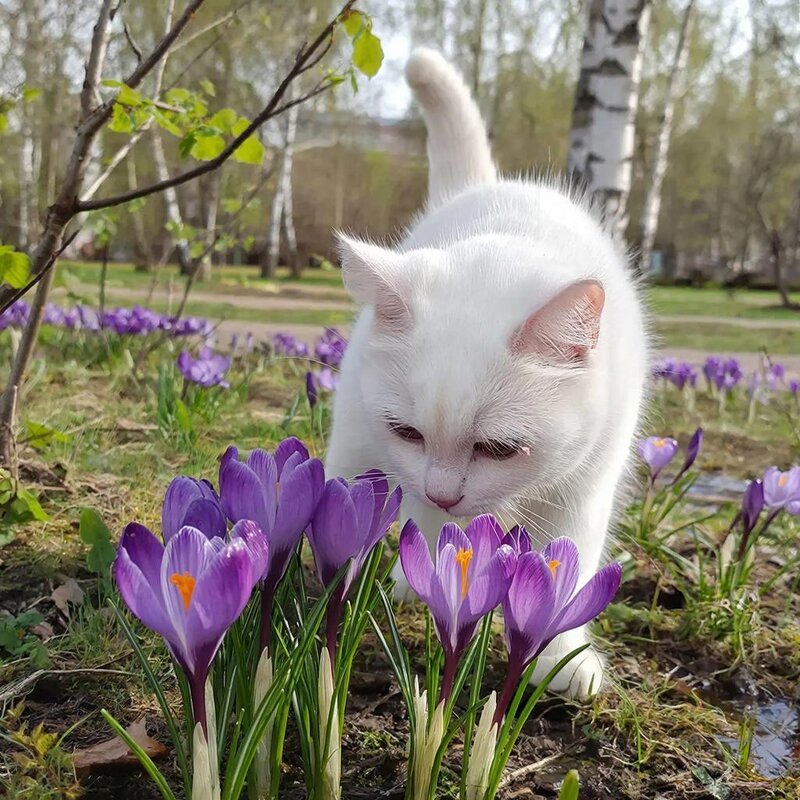 Ароматы весны - Ольга 