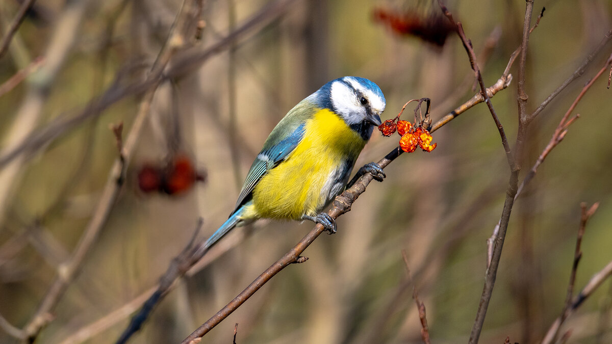 Лазоревка и дары осени. - Владимир Лазарев