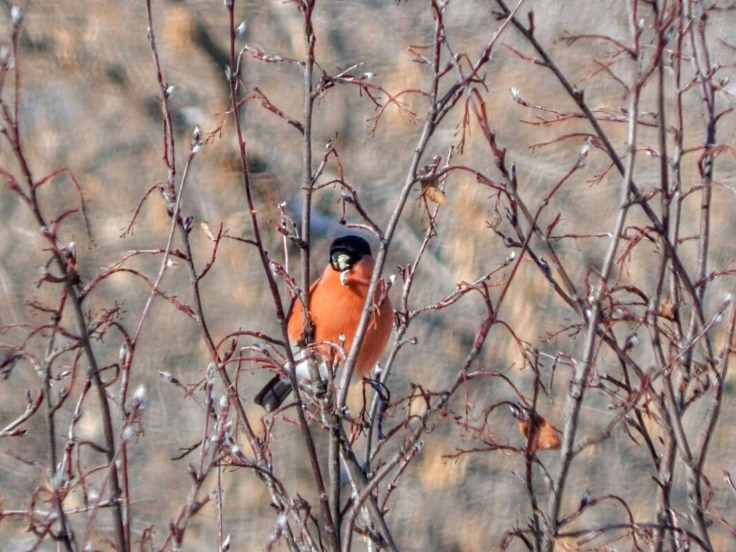 Вкусные почки! - Елена Хайдукова  ( Elena Fly )
