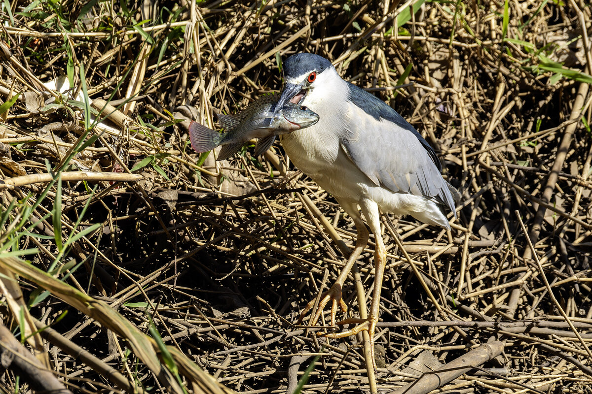 Кваква. - Alexander Amromin