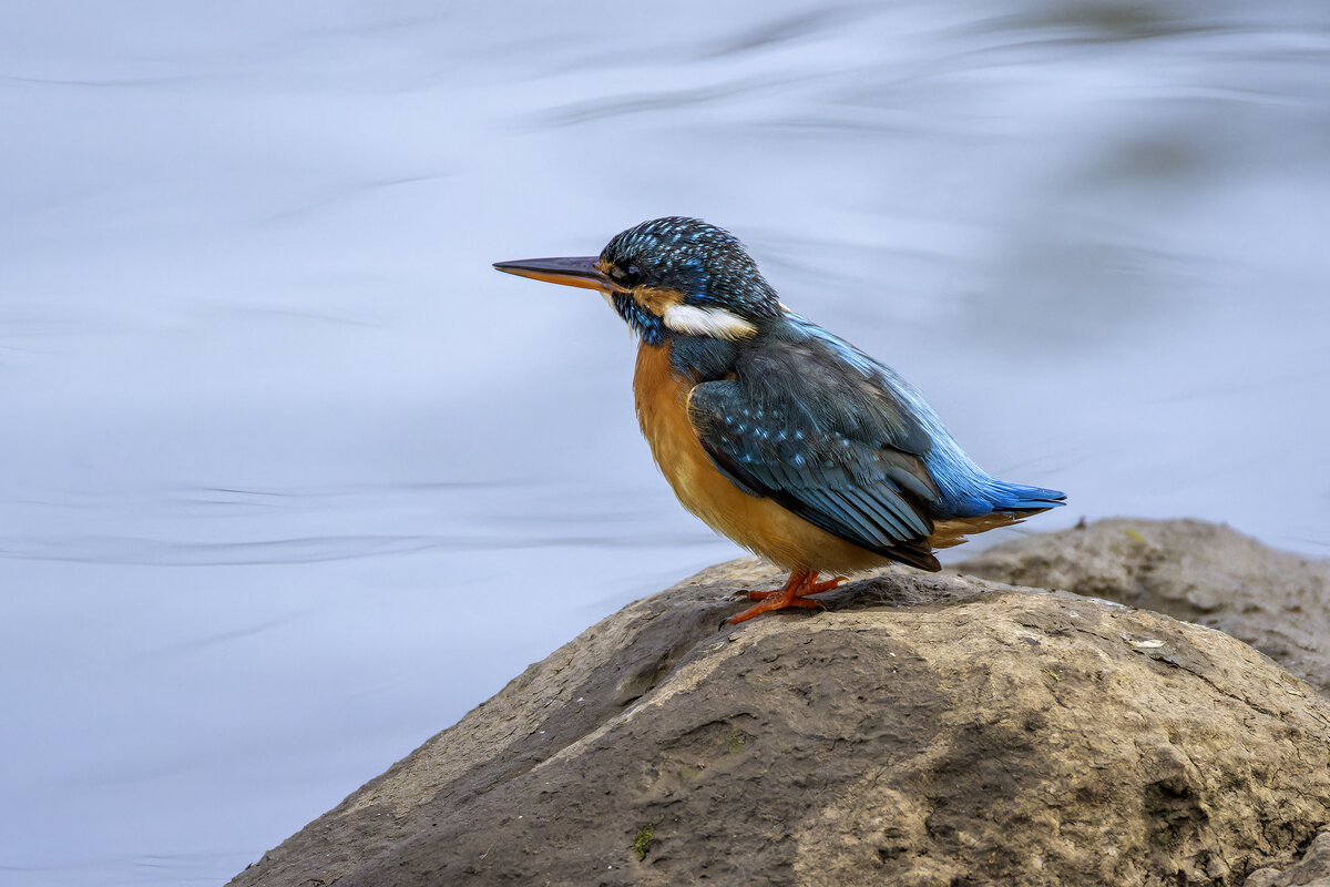 Зимородок. - Alexander Amromin