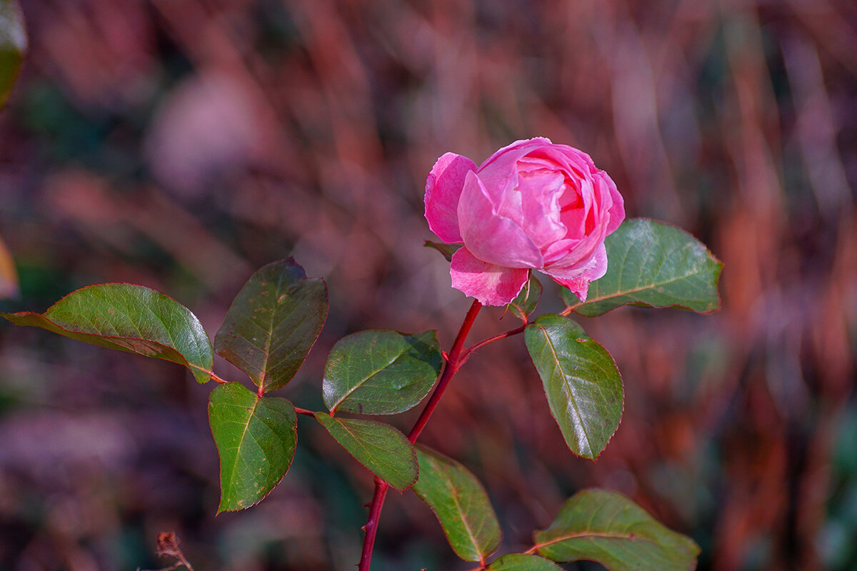 Роза - Игорь Сикорский