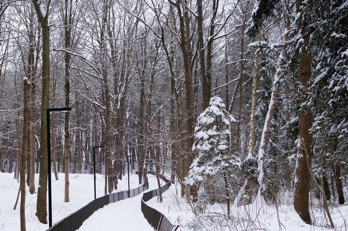 Зимний лесопарк - Рита Симонова