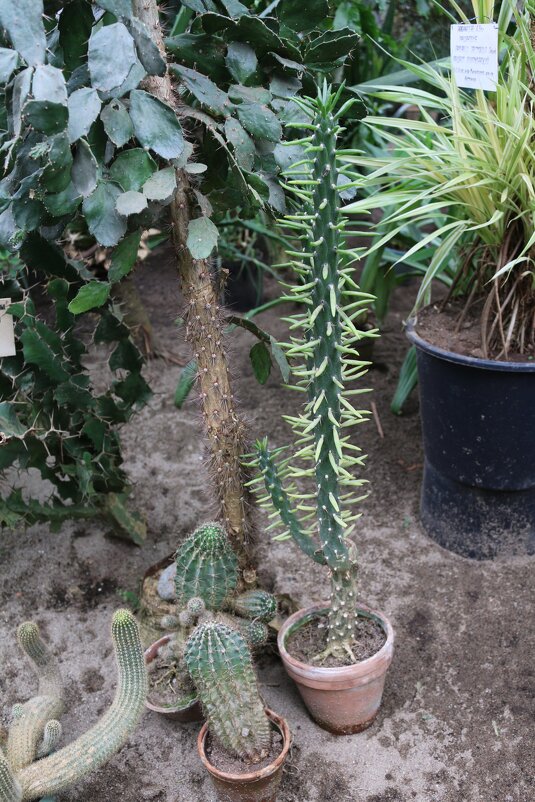 Весна в оранжерее ботанического сада - Ольга Весна в оранжерее ботанического сада - Ольга