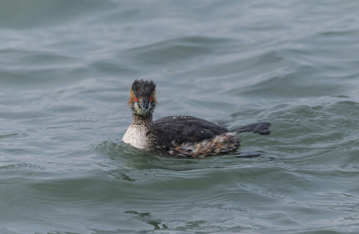 черношейная поганка.весна Лазоревское. - юрий макаров черношейная поганка.весна Лазоревское. - юрий макаров