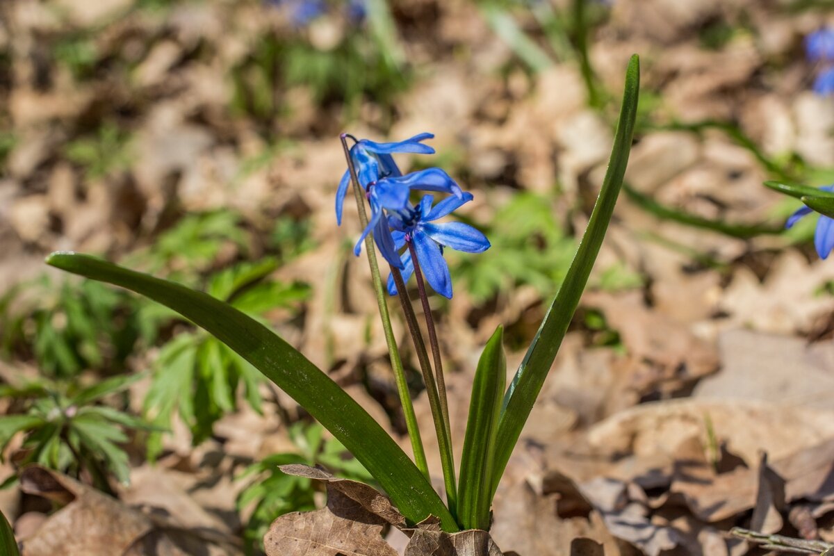 Пробуждение ... - Ravile 