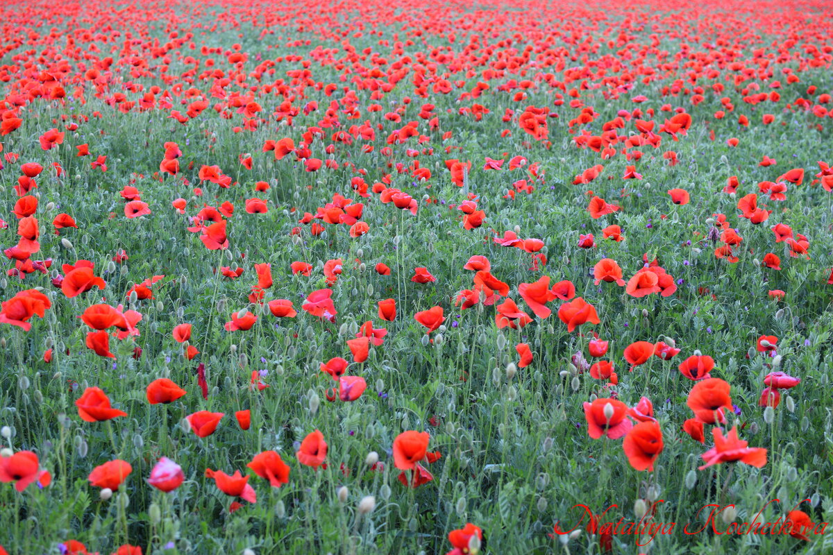 Природа Крыма - Изумительная Космея