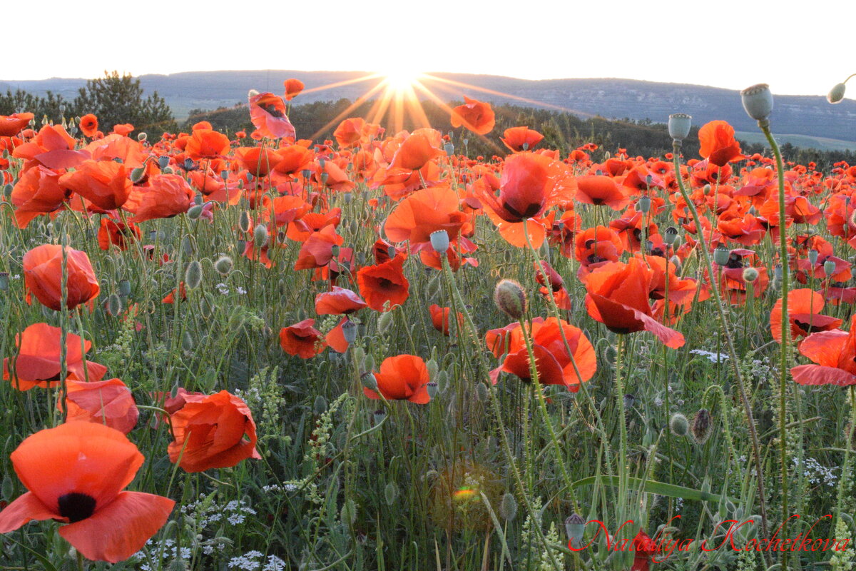 Природа Крыма - Изумительная Космея