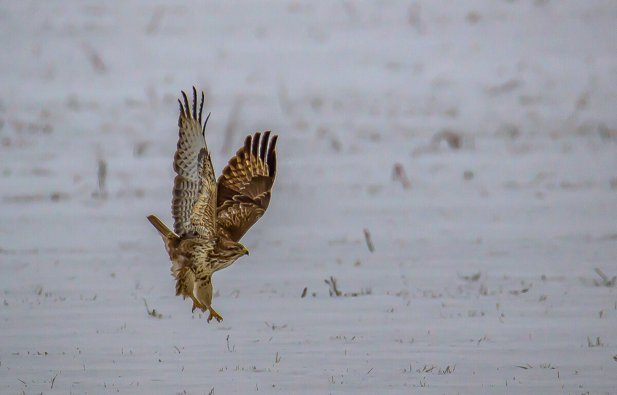 Зимник на охоте.... - Sergey (Apg)