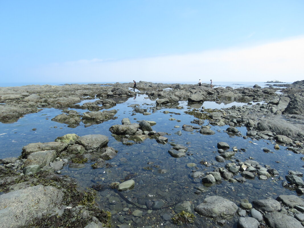 В поисках морских ежей - ИРЭН@ . В поисках морских ежей - ИРЭН@ .