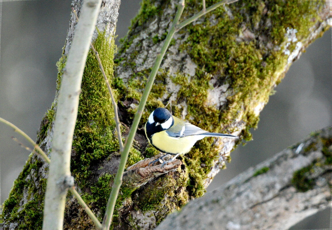 Большая синица - Сергей Владимирович Егоров