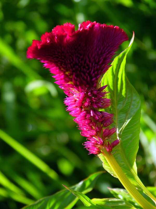 Целозия гребенчатая. - nadyasilyuk Вознюк