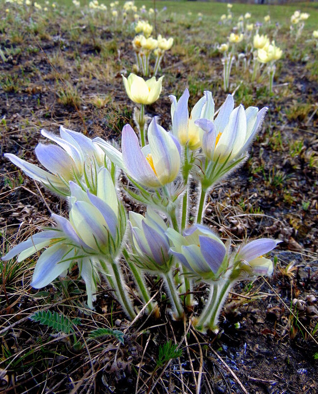 Цветы весны-прострел. - nadyasilyuk Вознюк