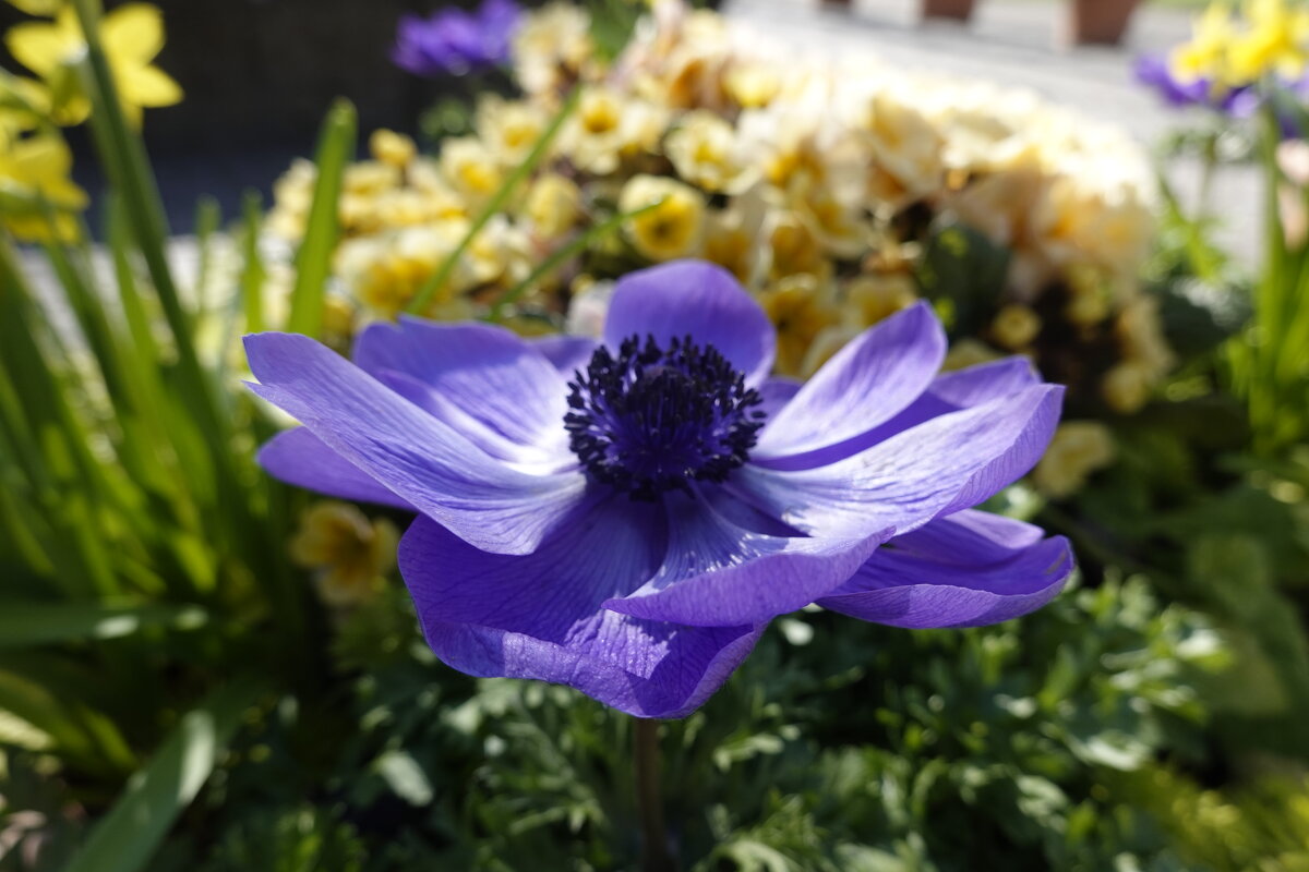 Anemone - королева марта... - Галина 