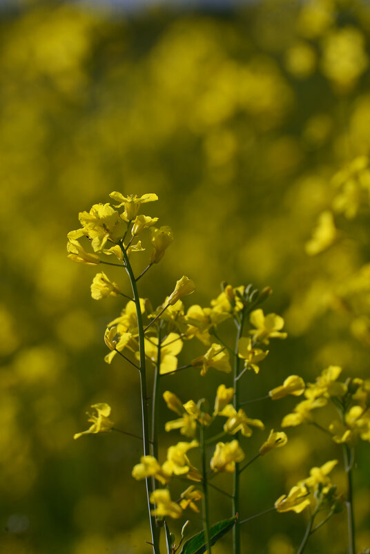 Цветёт рапс - Константин Белоногов