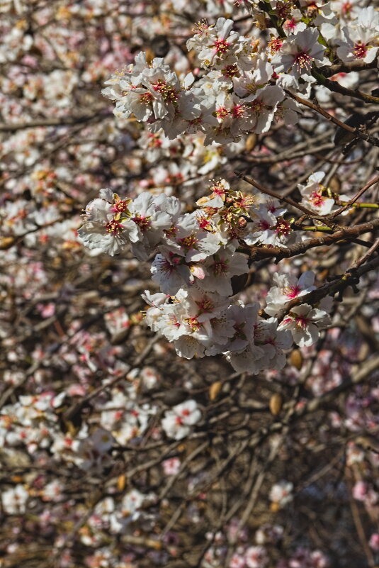 Буйство Миндаля. - Giant Tao /