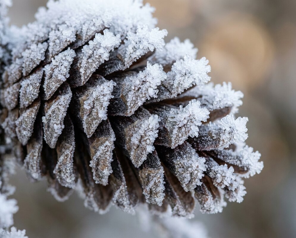 Шишка в инее - Лилия 
