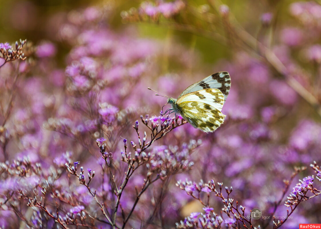 Белянка и кермек - Игорь Сарапулов Белянка и кермек - Игорь Сарапулов