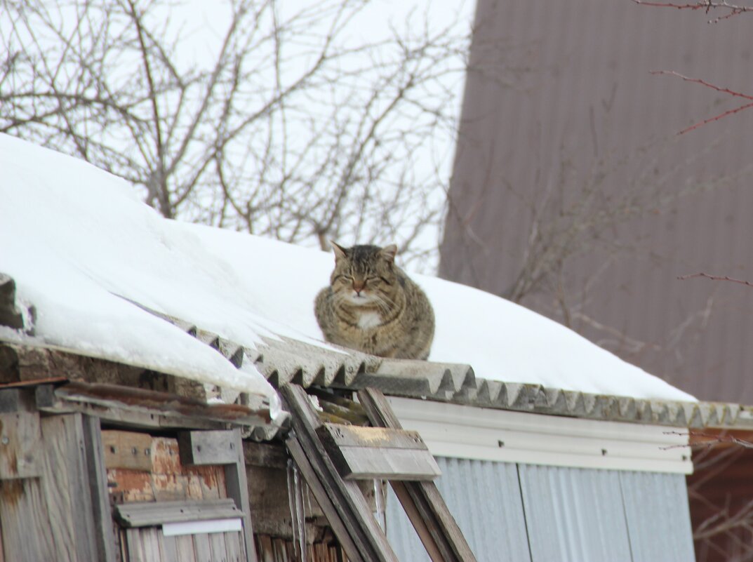 Весна - Венера Чуйкова Весна - Венера Чуйкова