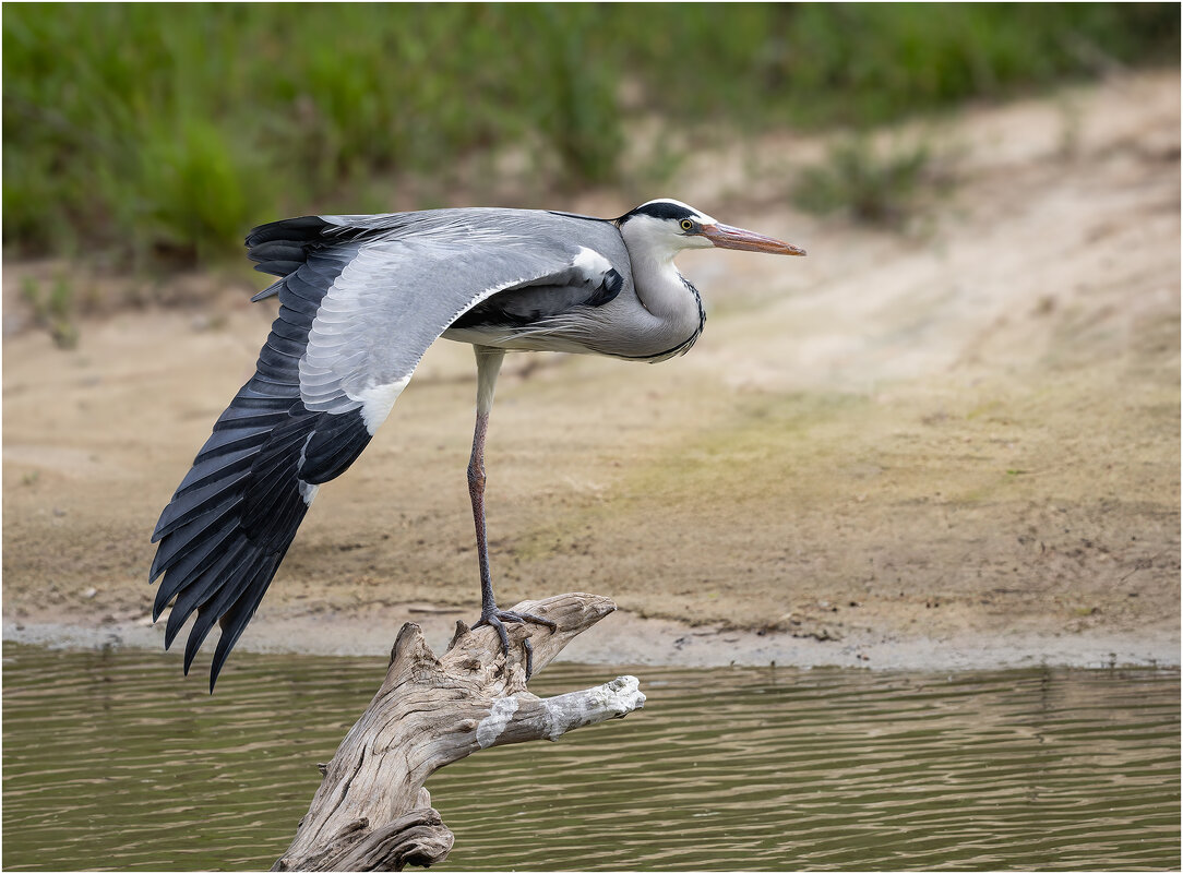 Серая цапля - Александр Григорьев Серая цапля - Александр Григорьев