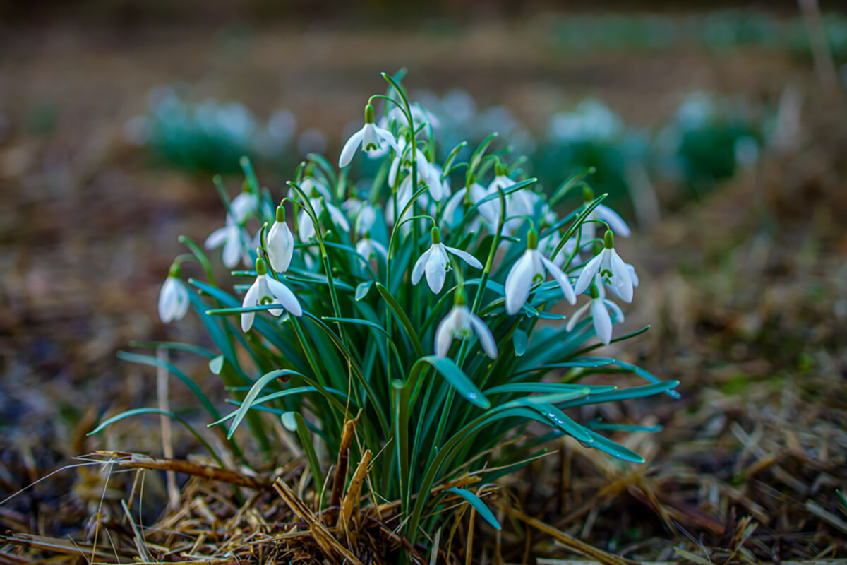 Весенний привет. - Lucy Schneider 