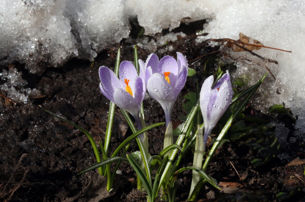 крокусы 14 марта - Михаил Бибичков крокусы 14 марта - Михаил Бибичков
