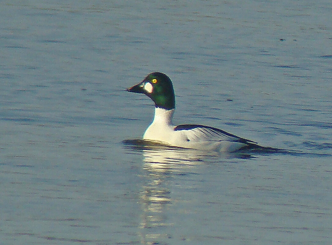 гоголь - gawrilа - dan