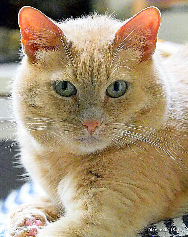 домашние радости - Олег Лукьянов домашние радости - Олег Лукьянов