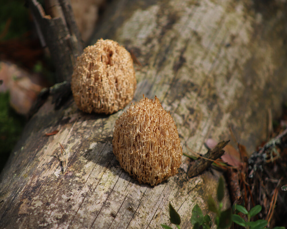 Ежевики - краснов юрий Ежевики - краснов юрий