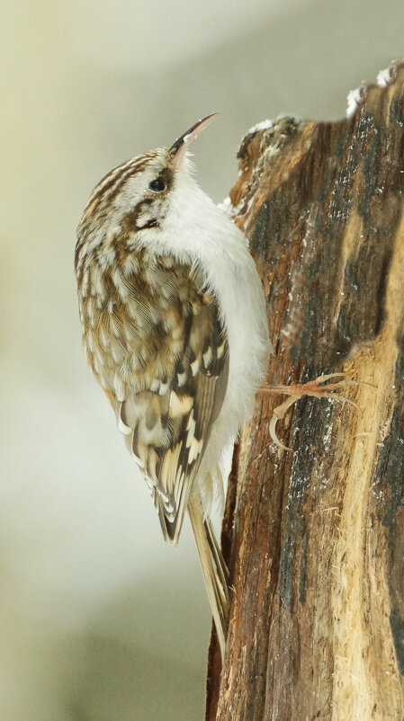 Пищуха - Павел 