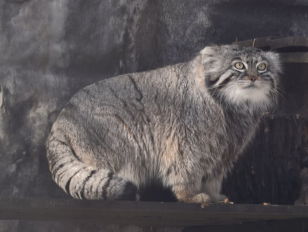 Манул Тимоша - <<< Наташа >>>