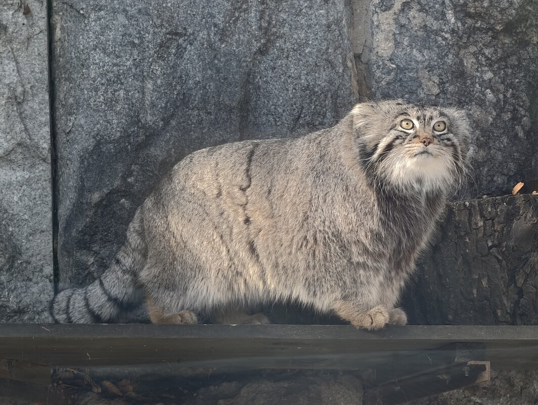 Манул Тимоша - <<< Наташа >>>