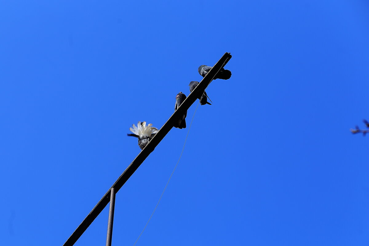 Голуби - Юрий Гайворонскiий