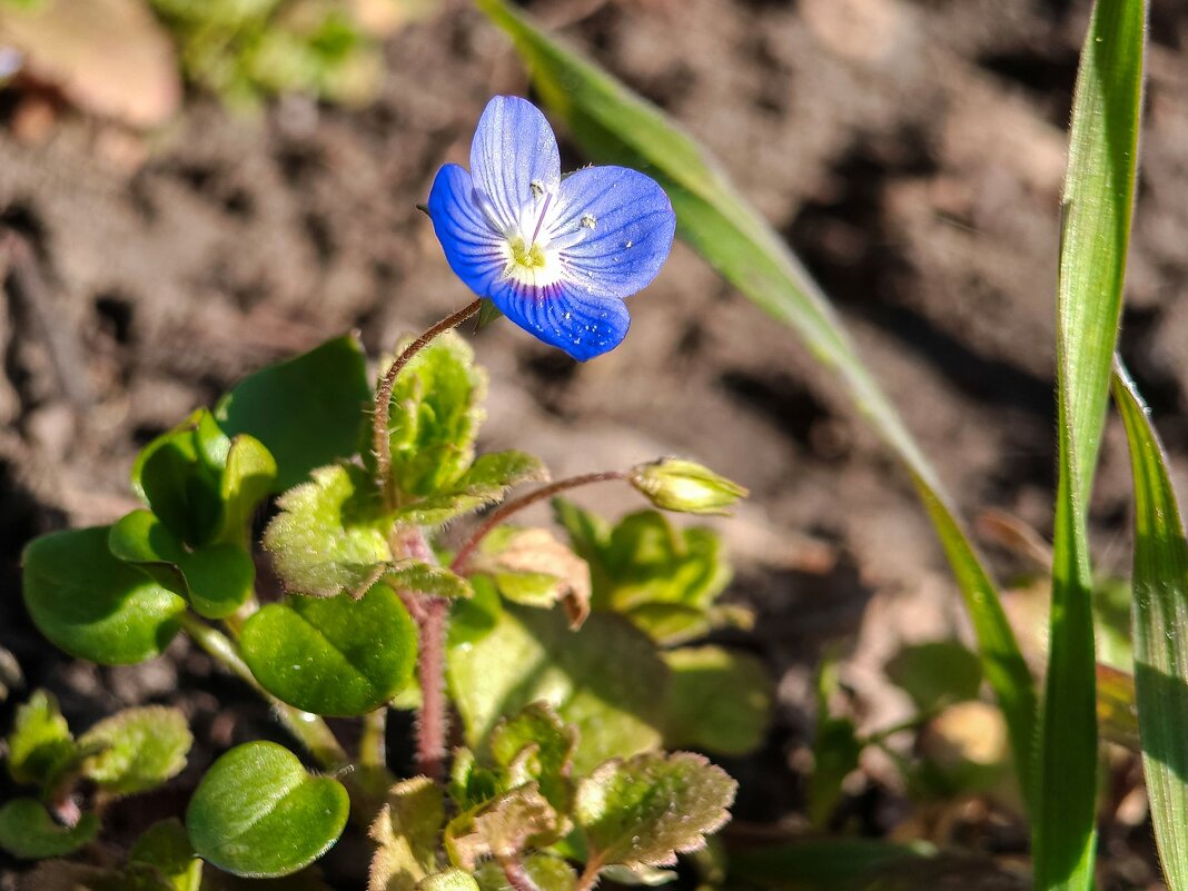 Вероника - Валерий Ткаченко