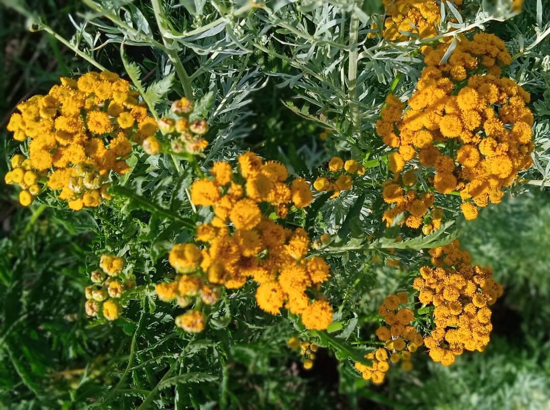 пижма - Елена Шаламова