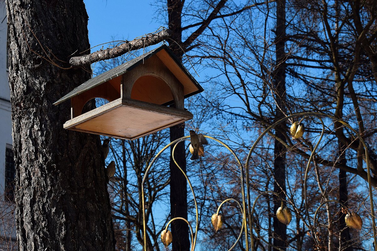 У кормушки воробьи. - Татьяна Помогалова У кормушки воробьи. - Татьяна Помогалова