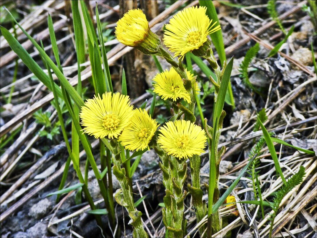 Одни из первых... - Валентина *