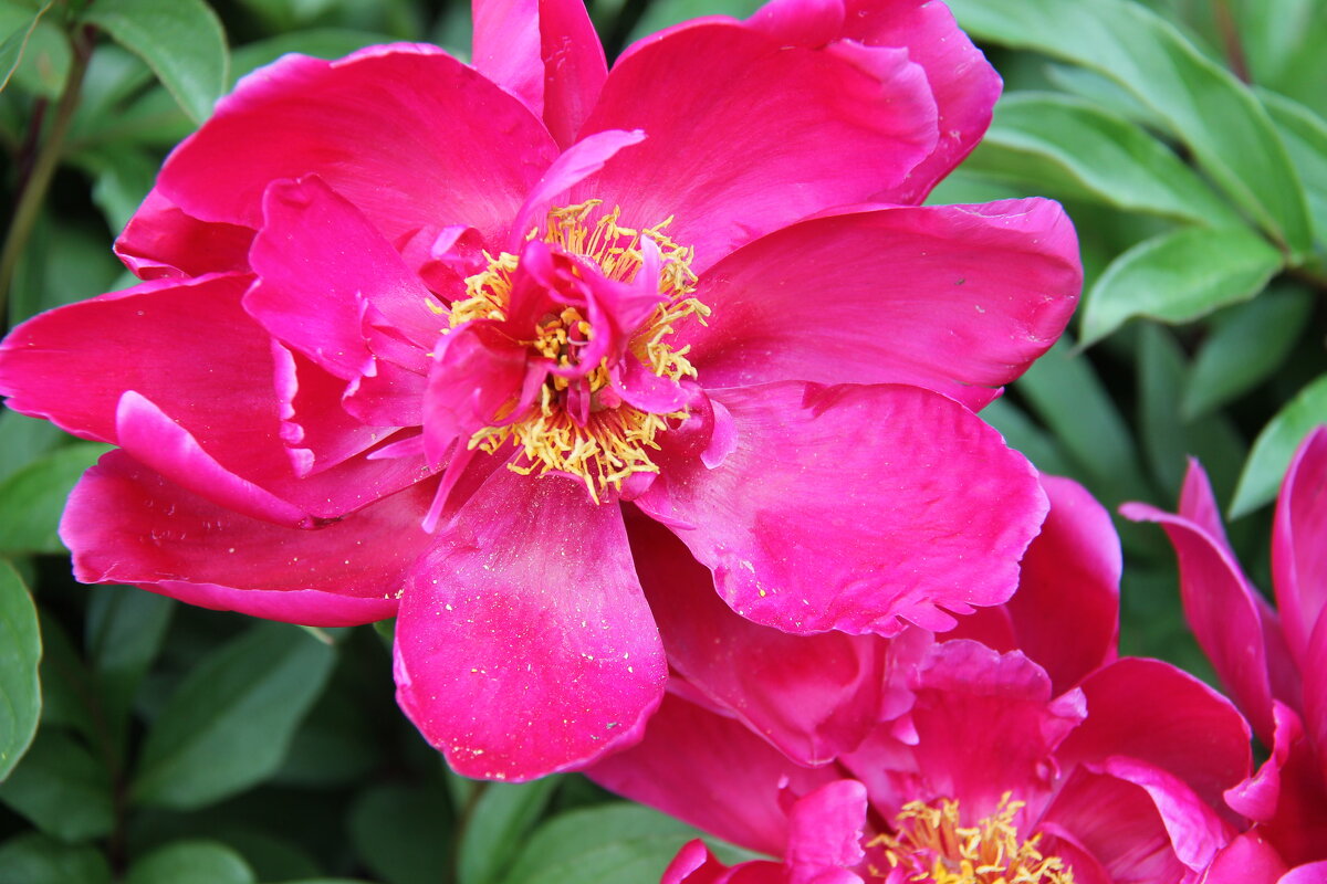 ПИОН -КРАСОТА И ЧУДО ПРИРОДЫ - Валентина ПИОН -КРАСОТА И ЧУДО ПРИРОДЫ - Валентина