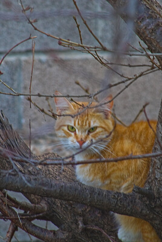 Я же просил ,на совещании меня не беспокоить...... - Giant Tao / Я же просил ,на совещании меня не беспокоить...... - Giant Tao /