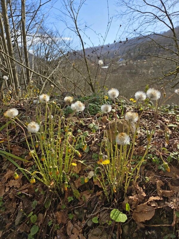 Весна в Сочи - Tata Wolf