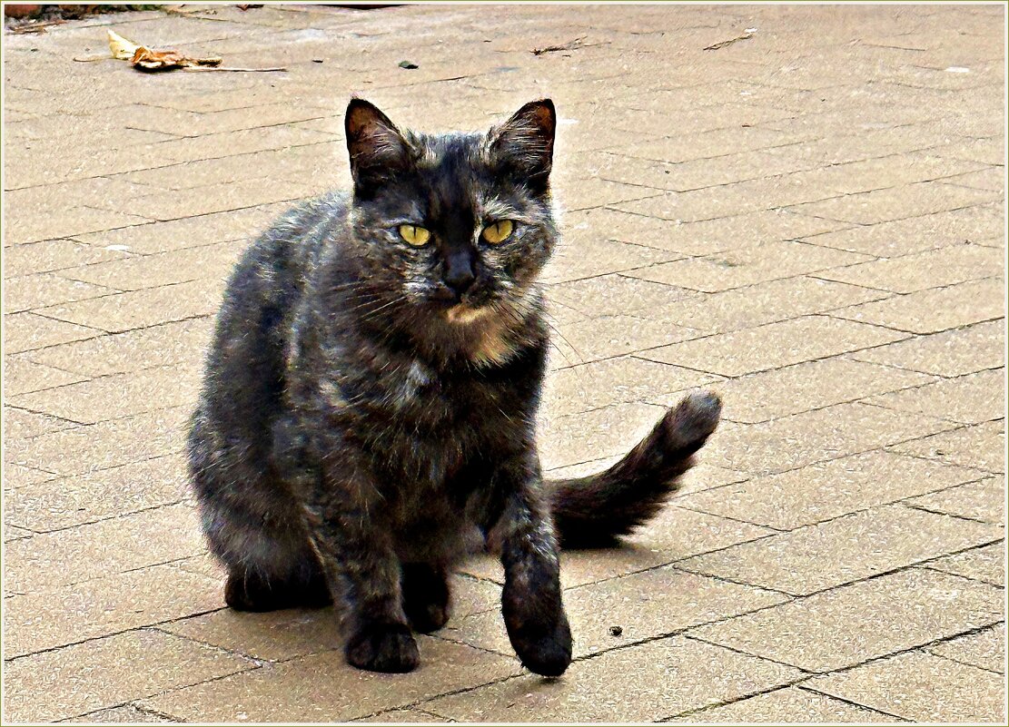 Зеленоградский кот. - Валерия Комова