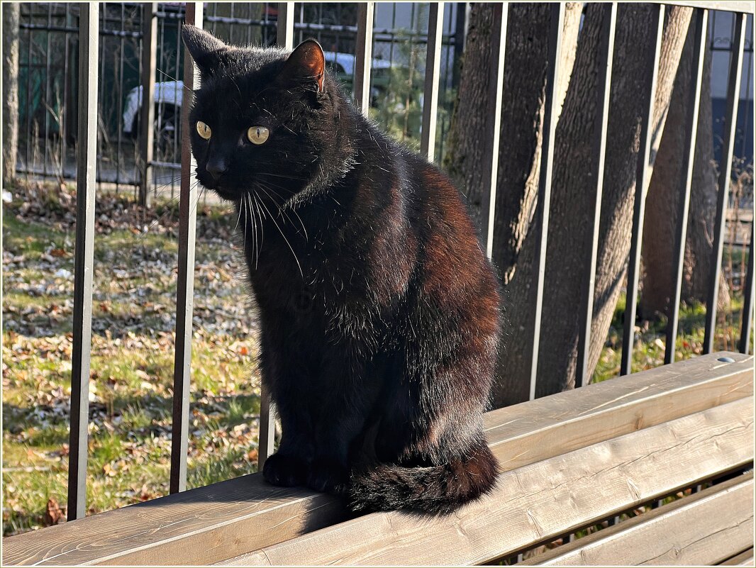 В городе котов. - Валерия Комова