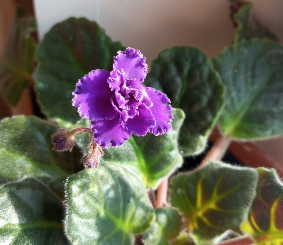 Фиалка - Елена Семигина