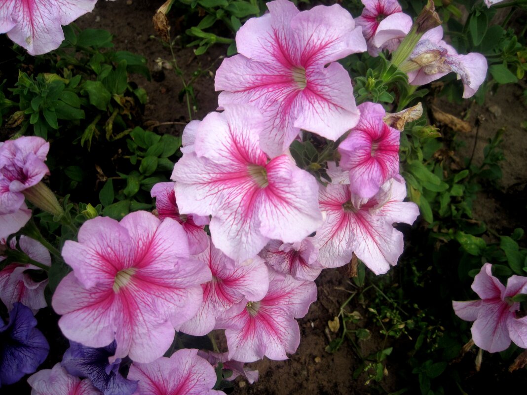 Петуньи - Елена Семигина