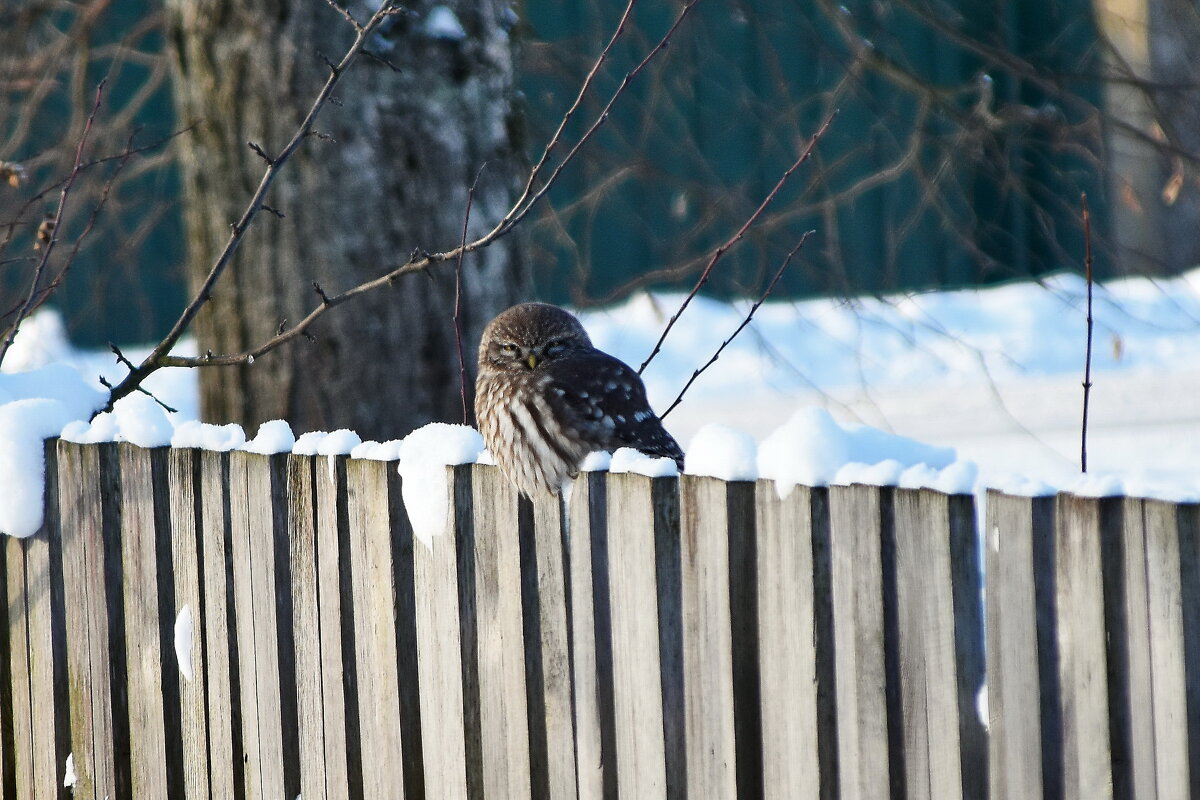 Воробьиный сыч. - Sergey (Apg) Воробьиный сыч. - Sergey (Apg)