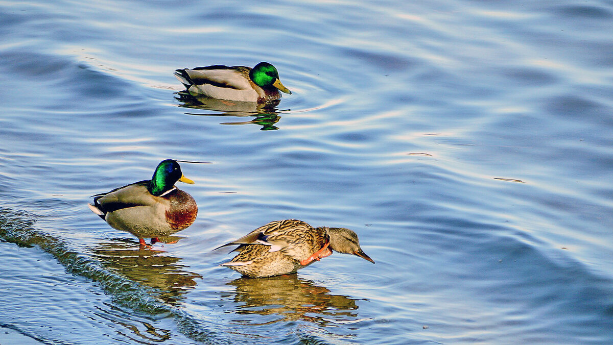 Троица - Alexandеr P
