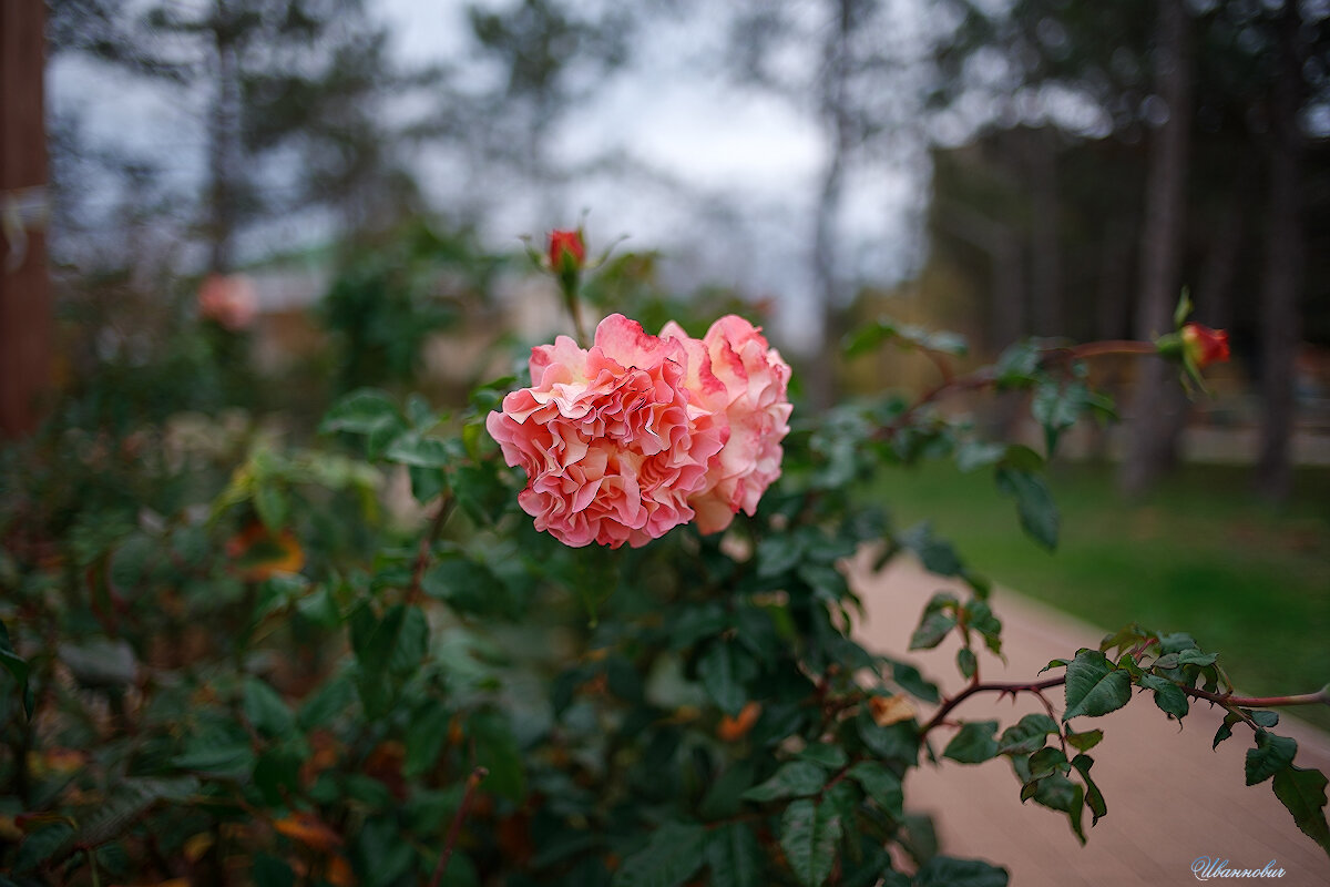 Осень - Иваннович . Осень - Иваннович .